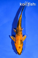 5" KIN HI UTSURI