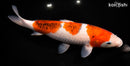12.75" GOROMO