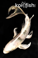 7.25" GIN SHIRO BEKKO BUTTERFLY