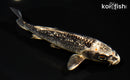 6.5" GINRIN GINGA