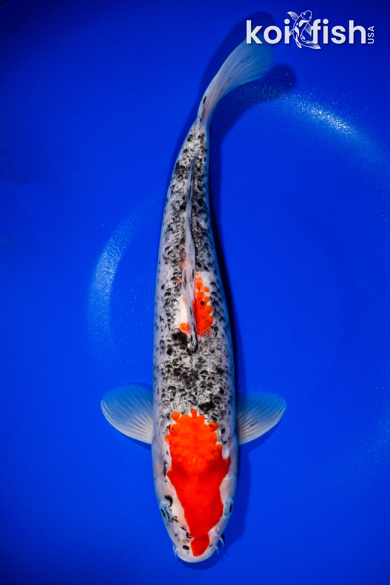 14" GOSHIKI