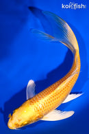 8" YAMABUKI OGON BUTTERFLY