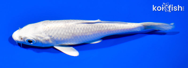 4.75" PLATINUM OGON