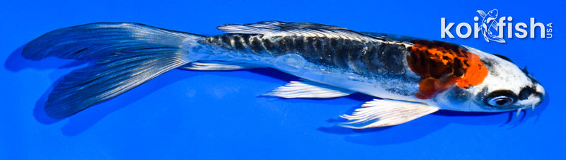 6" ARAGOKE BENI KIKOKURYU BUTTERFLY