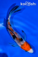 4.5" SANKE BUTTERFLY