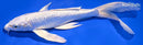 8.5" GINRIN PLATINUM OGON BUTTERFLY