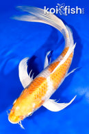 10" LEMON HARIWAKE BUTTERFLY
