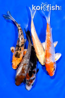PACK OF (5) 4-4.25" MIXED STANDARD KOI