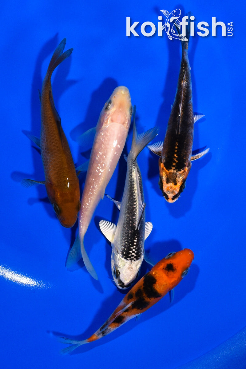 PACK OF (5) 3.5"- 4" STANDARD KOI