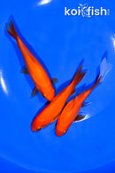PACK OF (3) 4.5-4.75" COMET GOLDFISH