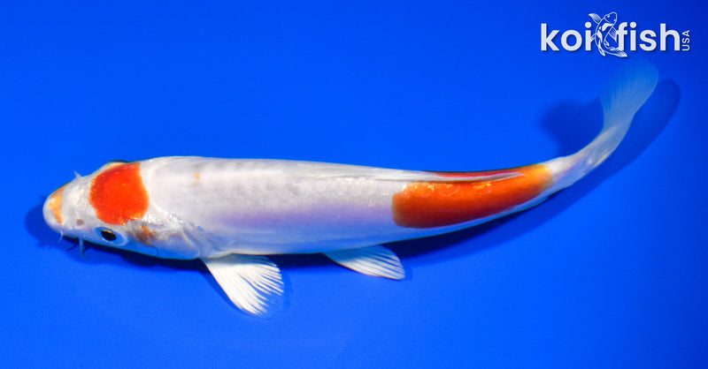6.25" KIKUSUI