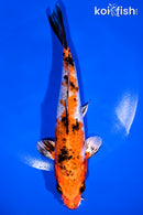 7.5" YAMATO NISHIKI