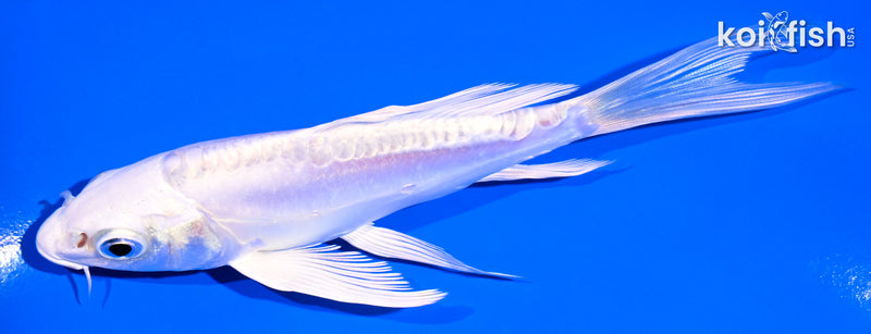 4.75" DOITSU PLATINUM OGON BUTTERFLY