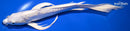 10" DOITSU PLATINUM OGON BUTTERFLY