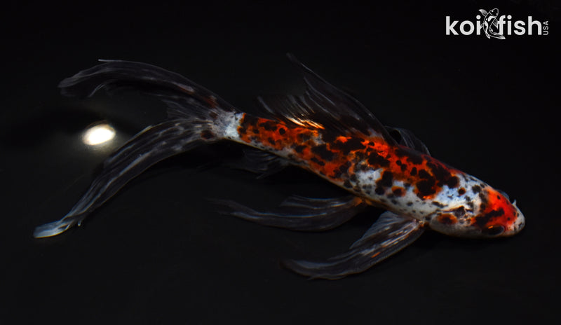 8.5" SHUBUKIN GOLDFISH