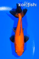 4.75" WAKIN GOLDFISH