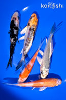 PACK OF (5) 4-5" STANDARD KOI