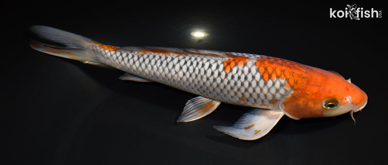 11.25" OCHIBA SHIGURE