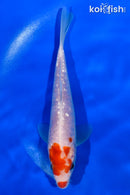 6" GINRIN KOHAKU