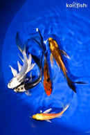 PACK OF (5) 4.5-5.5" BUTTERFLY KOI