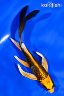 6" ARAGOKE ORENJI MATSUBA BUTTERFLY