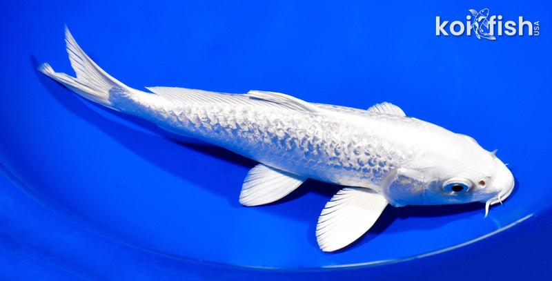 8.75" GINRIN PLATINUM OGON