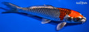 6.25" BENI GINGA