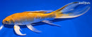 8" HARIWAKE BUTTERFLY