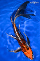 10.25" BENI GINGA BUTTERFLY