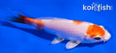 4" HARIWAKE