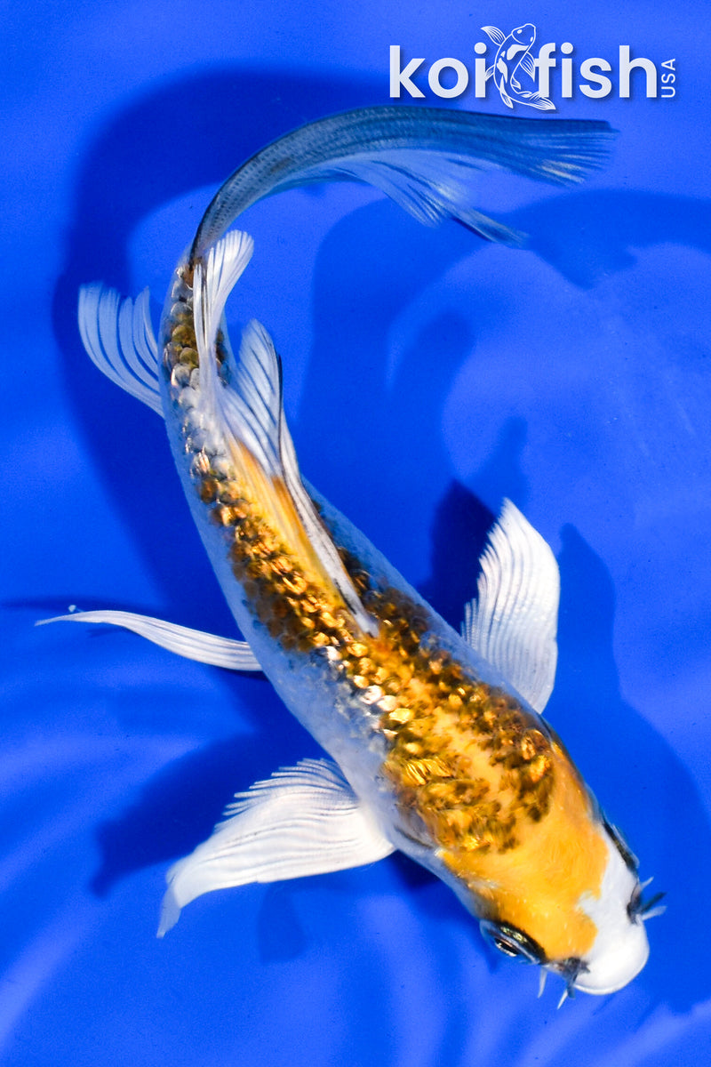 5.5" GINRIN KUJAKU BUTTERFLY