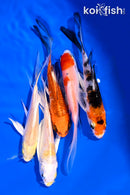 PACK OF (5) 4-5" BUTTERFLY KOI
