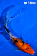 5.75" GINRIN SANKE BUTTERFLY