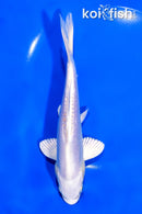 7.25" DOITSU PLATINUM OGON