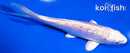 5.75" GINRIN PLATINUM OGON