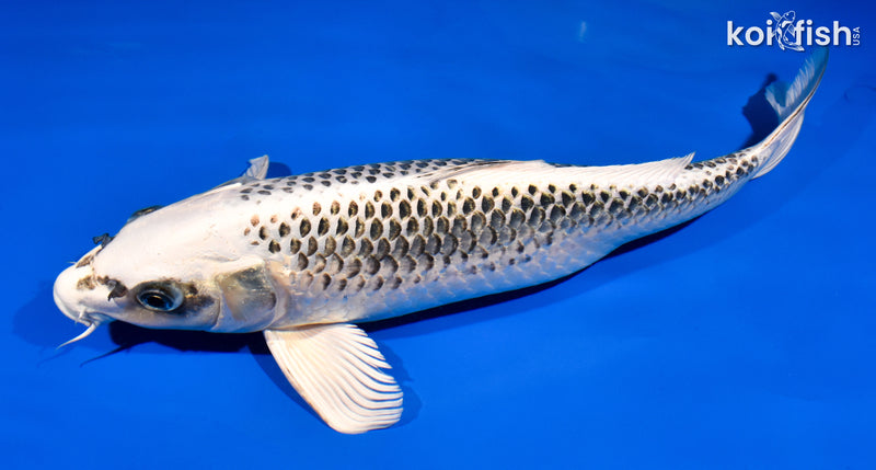 14.5" GIN MATSUBA
