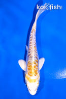 4.5" DOITSU LEMON HARIWAKE