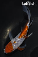 5" GINRIN OCHIBA SHIGURE BUTTERFLY