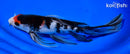 9.5" SANKE BUTTERFLY