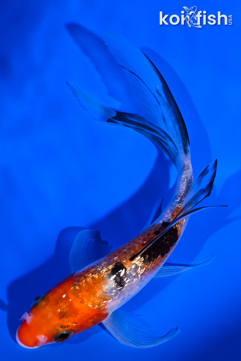 6" GINRIN SANKE BUTTERFLY