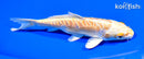 6" ARAGOKE YAMABUKI OGON