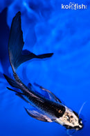 5" GIN MATSUBA BUTTERFLY