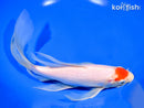 10" TANCHO KOHAKU BUTTERFLY