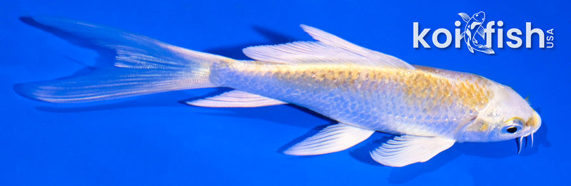 5' LEMON HARIWAKE BUTTERFLY