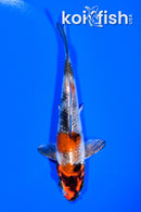 5.25" KIN SHOWA