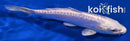 5.5" DOITSU PLATINUM OGON