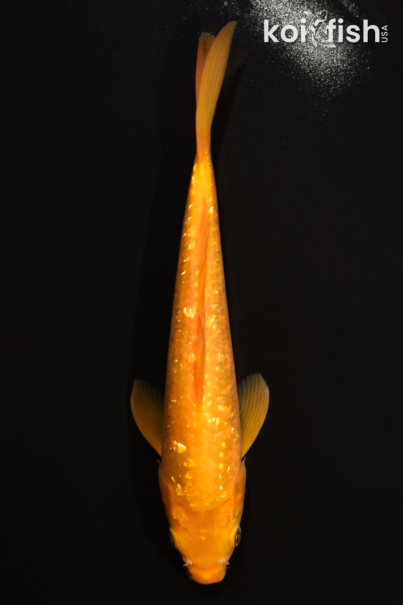 11" GINRIN CHAGOI