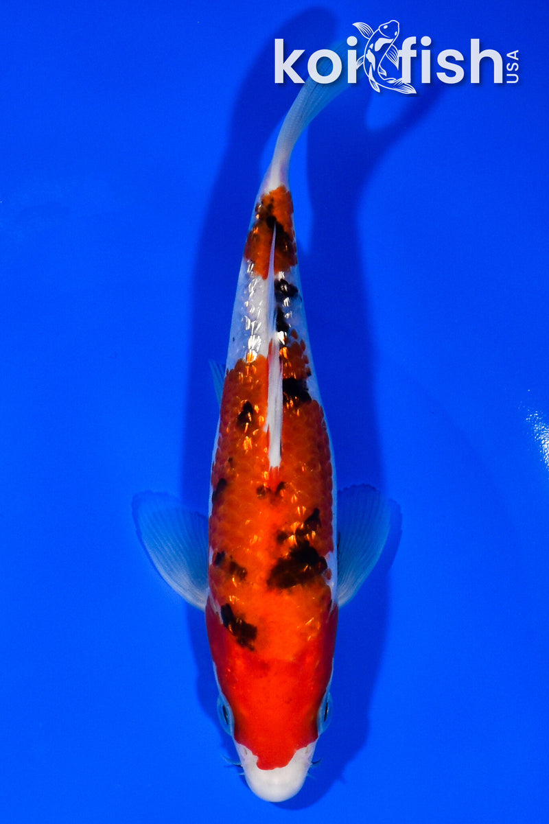 6.5" GINRIN SANKE