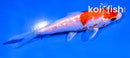 4" GINRIN HARIWAKE