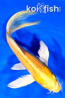 7.5" YAMABUKI OGON BUTTERFLY